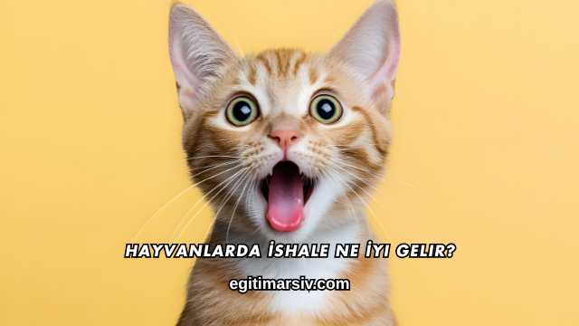 Hayvanlarda İshale Ne İyi Gelir?