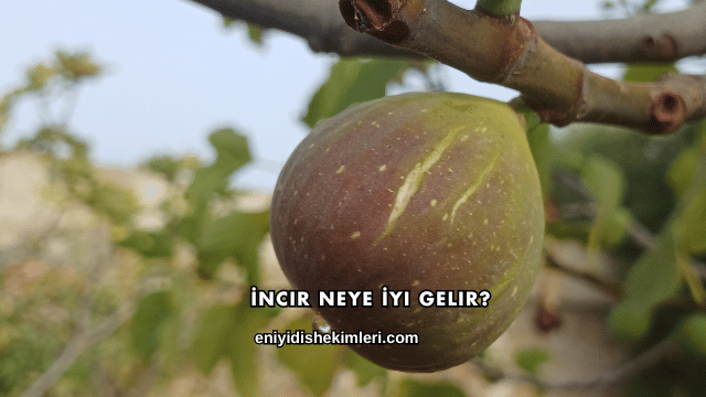İncir Neye İyi Gelir?