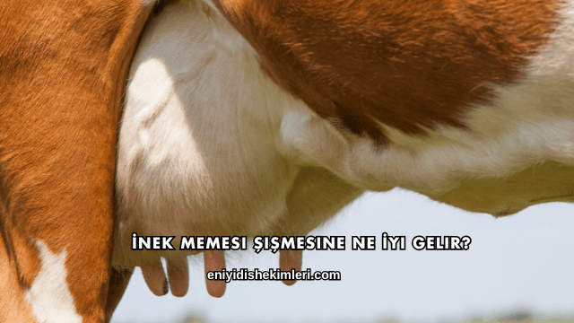 İnek Memesi Şişmesine Ne İyi Gelir?