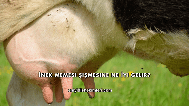 İnek Memesi Şişmesine Ne İyi Gelir?