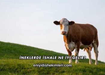 İneklerde İshale Ne İyi Gelir?