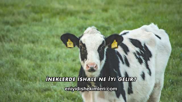 İneklerde İshale Ne İyi Gelir?
