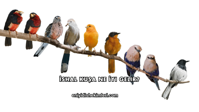 İshal Kuşa Ne İyi Gelir?