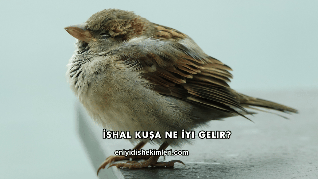 İshal Kuşa Ne İyi Gelir?