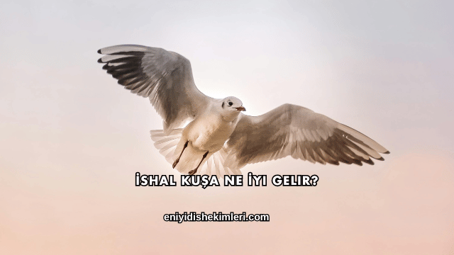 İshal Kuşa Ne İyi Gelir?