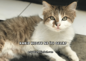 Kabız Kediye Ne İyi Gelir?