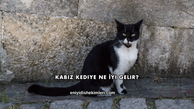 Kabız Kediye Ne İyi Gelir?