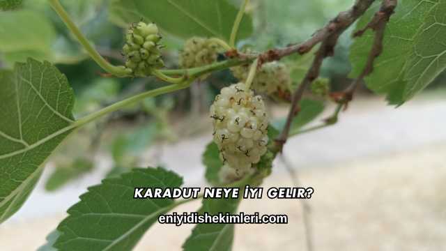 Karadut Neye İyi Gelir