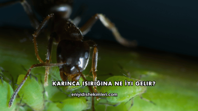 Karınca Isırığına Ne İyi Gelir?