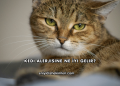 Kedi Alerjisine Ne İyi Gelir?