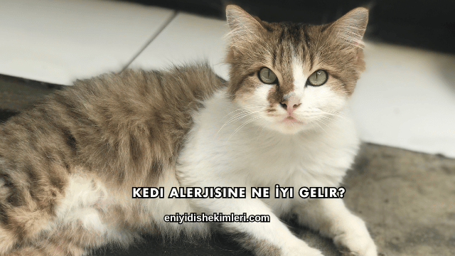 Kedi Alerjisine Ne İyi Gelir?