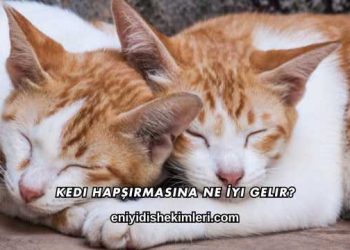 Kedi Hapşırmasına Ne İyi Gelir?