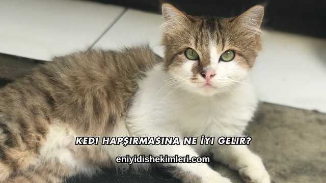 Kedi Hapşırmasına Ne İyi Gelir?