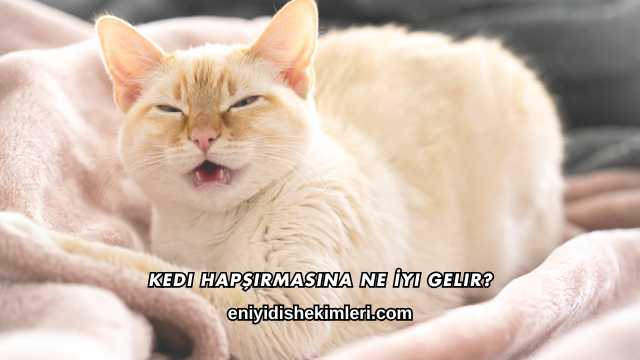 Kedi Hapşırmasına Ne İyi Gelir?