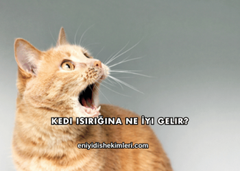 Kedi Isırığına Ne İyi Gelir?