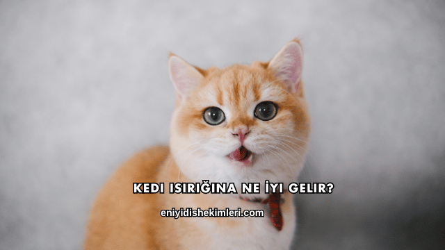 Kedi Isırığına Ne İyi Gelir?