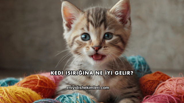 Kedi Isırığına Ne İyi Gelir?
