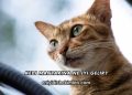 Kedi Mantarına Ne İyi Gelir?
