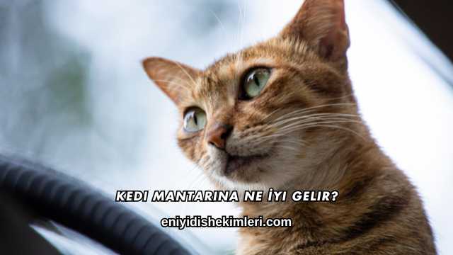 Kedi Mantarına Ne İyi Gelir?