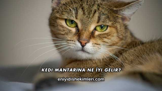 Kedi Mantarına Ne İyi Gelir?