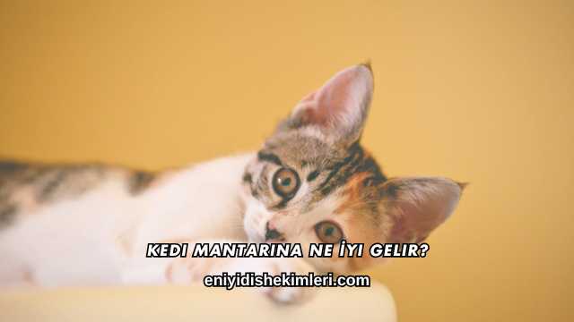 Kedi Mantarına Ne İyi Gelir?