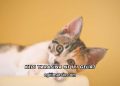 Kedi Yarasına Ne İyi Gelir?