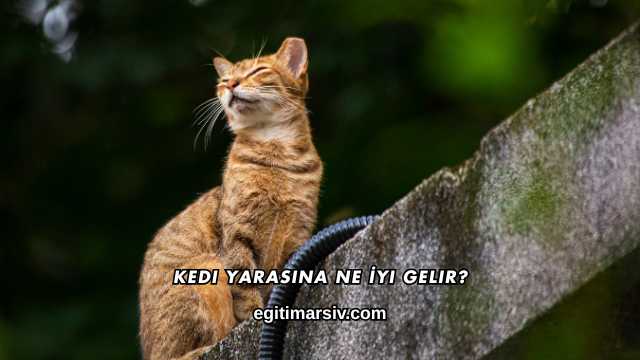 Kedi Yarasına Ne İyi Gelir?