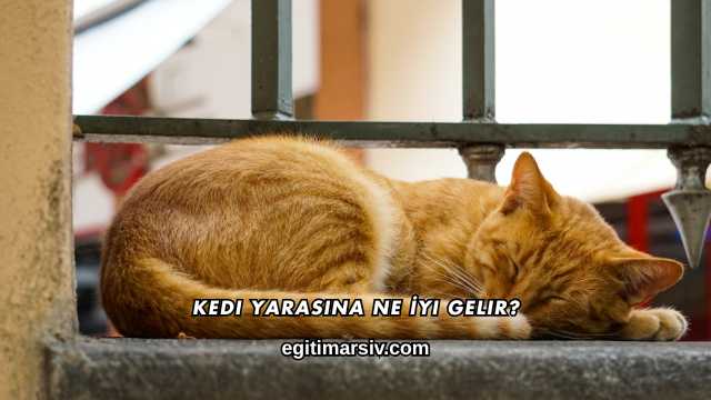 Kedi Yarasına Ne İyi Gelir?