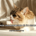 Kedi Zehirlenmesine Ne İyi Gelir?