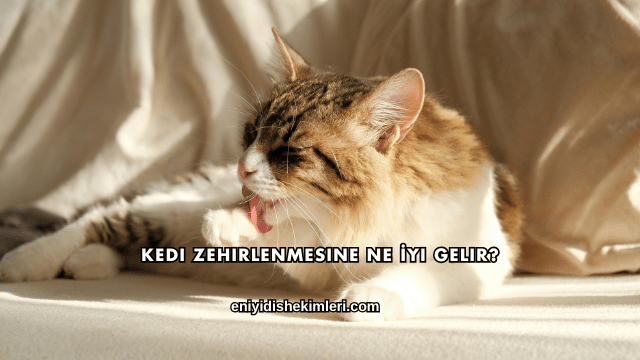 Kedi Zehirlenmesine Ne İyi Gelir?