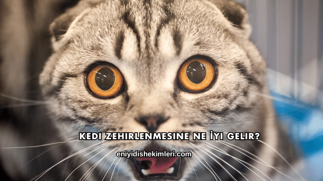 Kedi Zehirlenmesine Ne İyi Gelir?