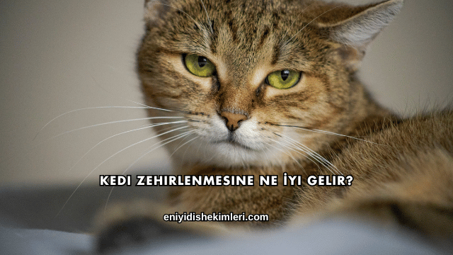 Kedi Zehirlenmesine Ne İyi Gelir?