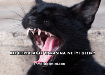 Kedilerde Ağız Yarasına Ne İyi Gelir?
