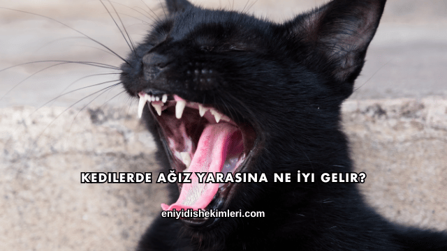 Kedilerde Ağız Yarasına Ne İyi Gelir?