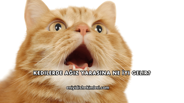 Kedilerde Ağız Yarasına Ne İyi Gelir?