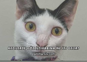 Kedilerde Göz İltihabına Ne İyi Gelir?