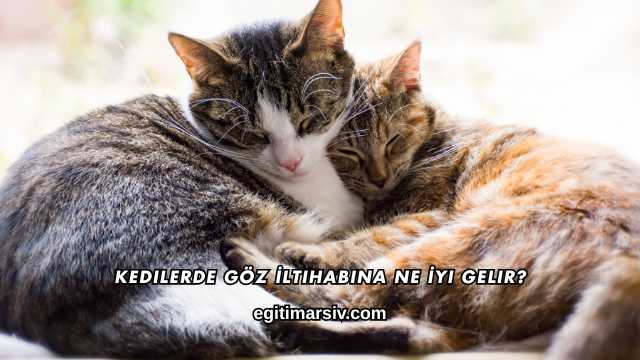 Kedilerde Göz İltihabına Ne İyi Gelir?