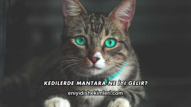 Kedilerde Mantara Ne İyi Gelir?