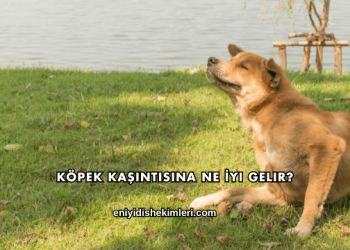Köpek Kaşıntısına Ne İyi Gelir?