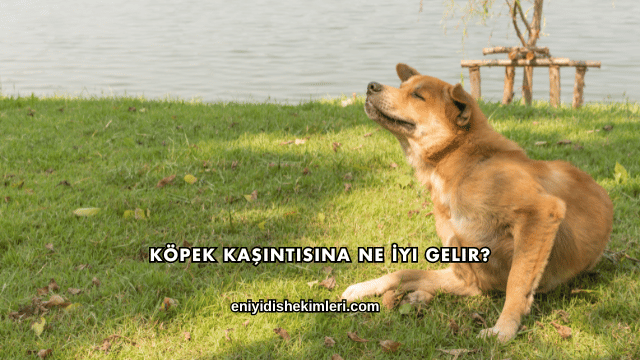 Köpek Kaşıntısına Ne İyi Gelir?