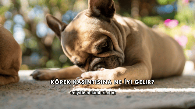Köpek Kaşıntısına Ne İyi Gelir?