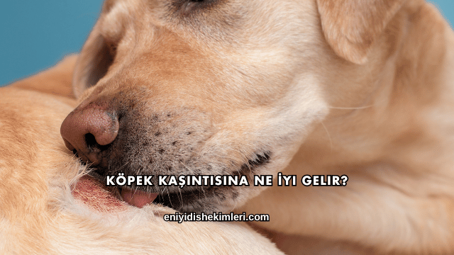 Köpek Kaşıntısına Ne İyi Gelir?