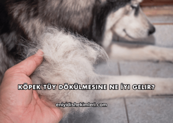 Köpek Tüy Dökülmesine Ne İyi Gelir?