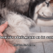Köpek Tüy Dökülmesine Ne İyi Gelir?