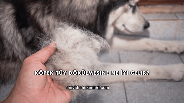 Köpek Tüy Dökülmesine Ne İyi Gelir?