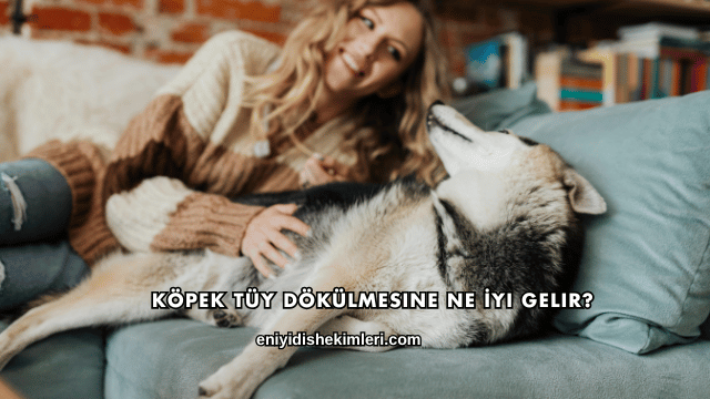Köpek Tüy Dökülmesine Ne İyi Gelir?