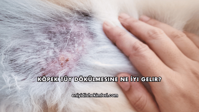 Köpek Tüy Dökülmesine Ne İyi Gelir?