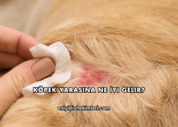 Köpek Yarasına Ne İyi Gelir?