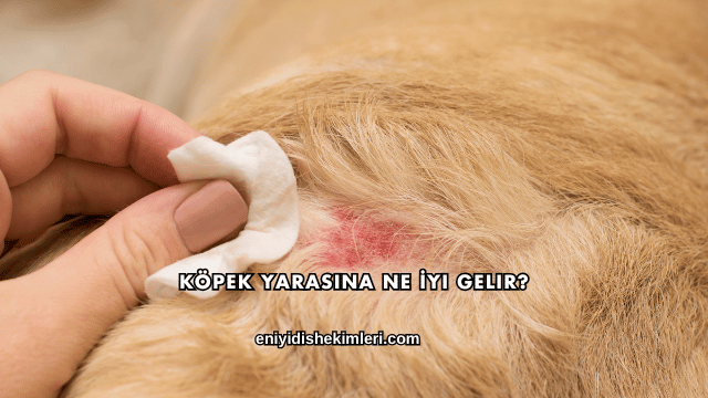 Köpek Yarasına Ne İyi Gelir?