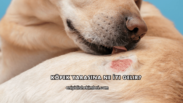 Köpek Yarasına Ne İyi Gelir?